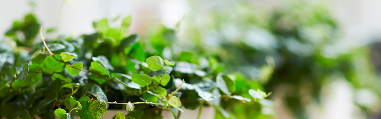 General Terms & Conditions