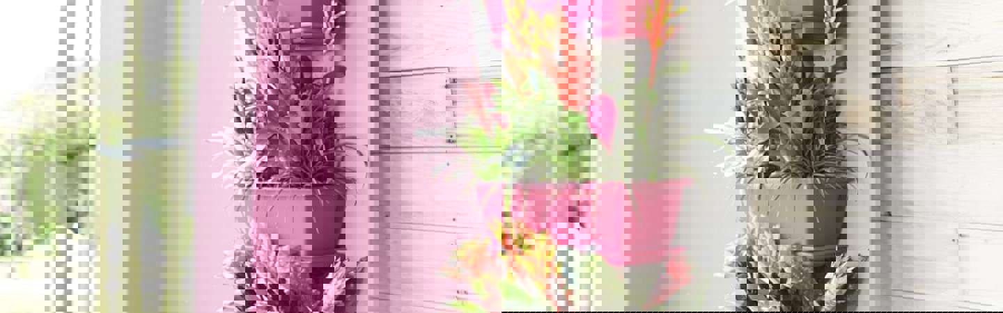 Bromelien: tropisch, feurig und Stimmungsmacher