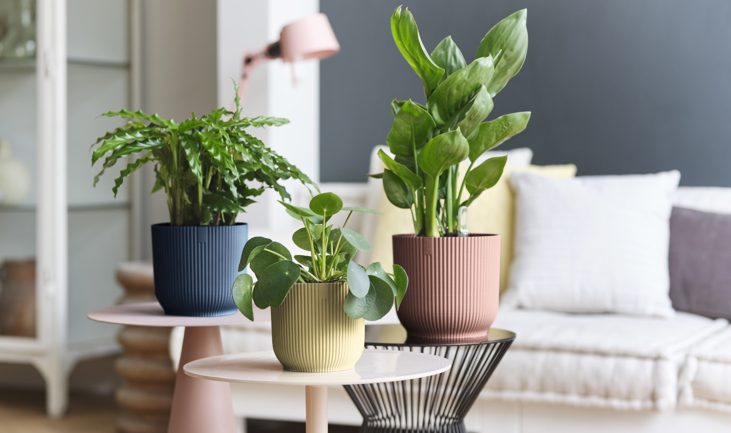 How to propagate a Pilea Peperomioides