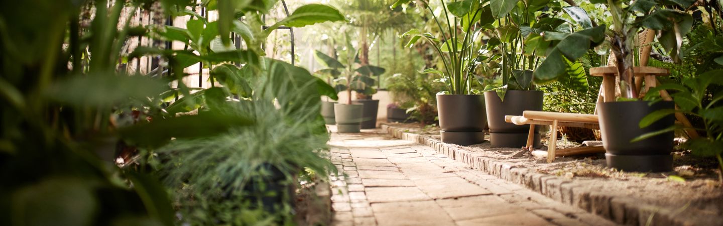 amber beads medium 40cm balanced beige