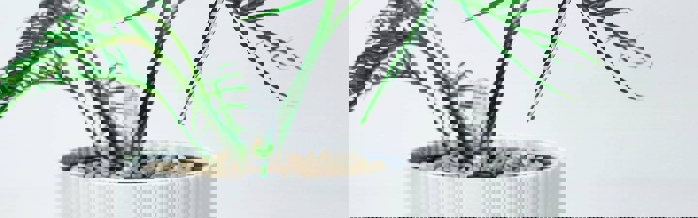 Deze grondsoorten kunnen in jouw elho self-watering insert!