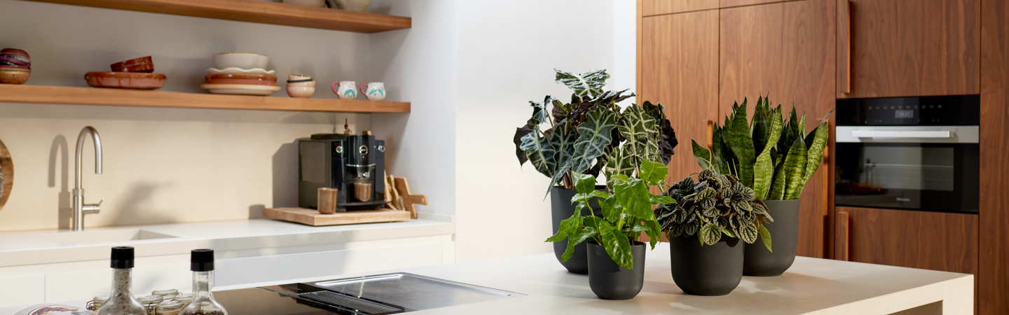 Allgemeine geschäftsbedingungen verbraucher elho B.V. 